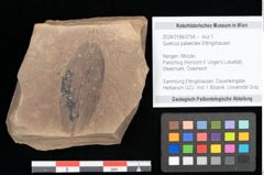 Foto (Objekt + Etikett) von Quercus palaeoilex Ettingshausen (NHMW-GEO-2024-0188-0754)